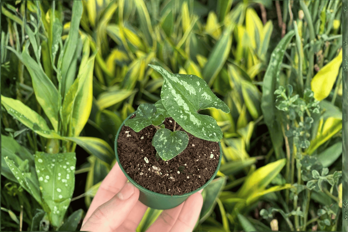 Quicksilver Wild Ginger 2 Live Starter Plants – 2-Inch Starter Size – Asarum splendens 'Quicksilver'