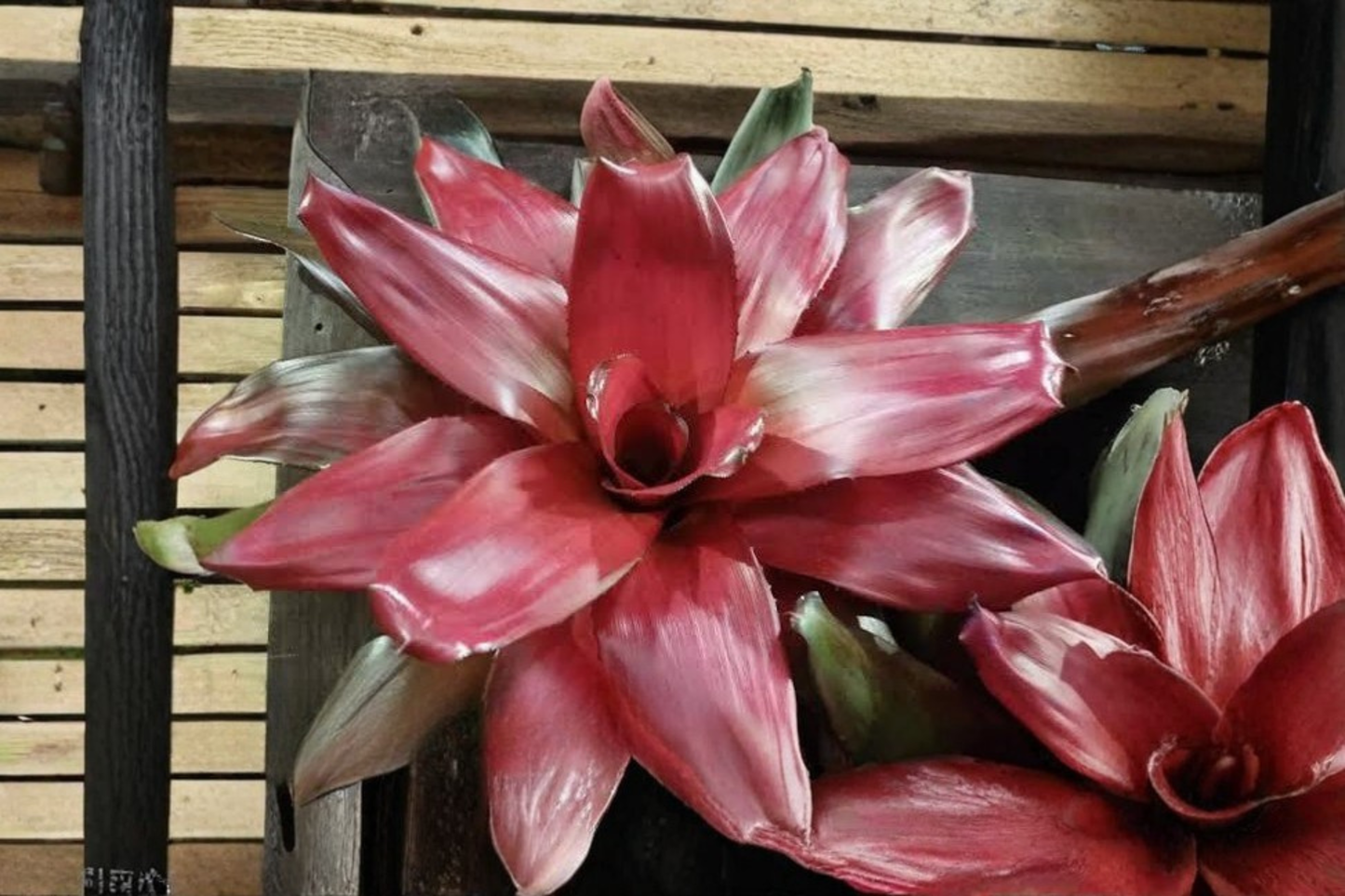 Bromeliad 'Maria' Live Plant in 4-Inch Pot – Tropical Ornamental Houseplant