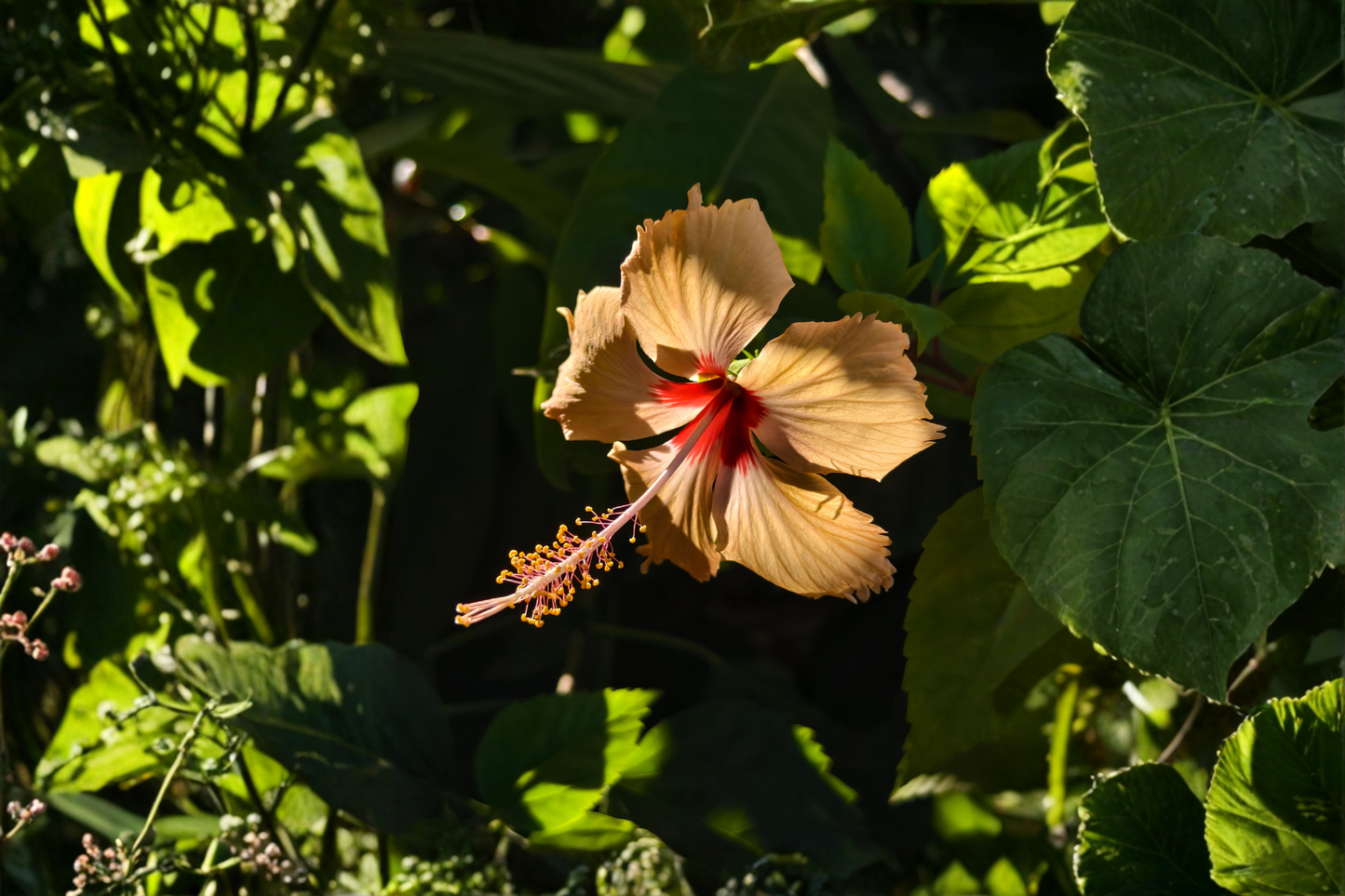 Madagascar Hibiscus Live Starter Plant 3–5 Inch Rooted Plant – Hibiscus moscheutos