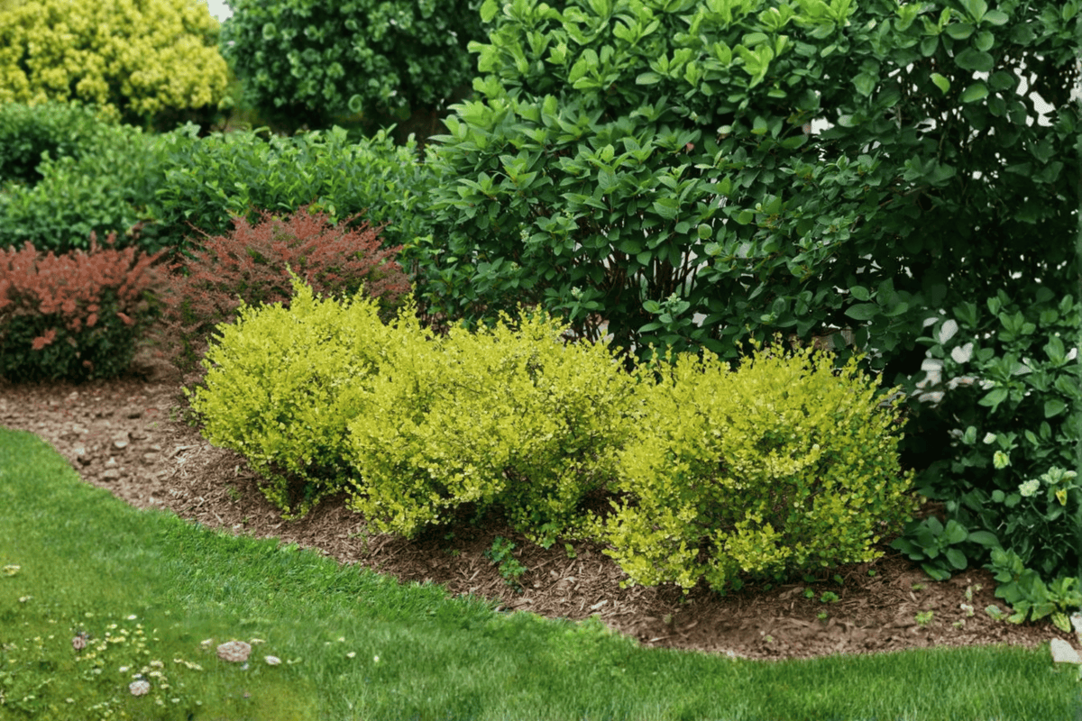 Cesky Gold Dwarf Birch 1 Live Shrub – Betula platyphylla ‘Cesky Gold’ – 3 Gallon Pot