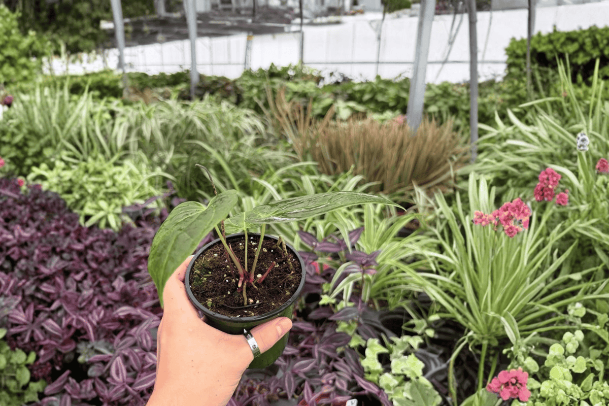 Anthurium Fort Sherman x Goliath 2 Exact Live Plants – 4-Inch Pots – Anthurium Hybrid
