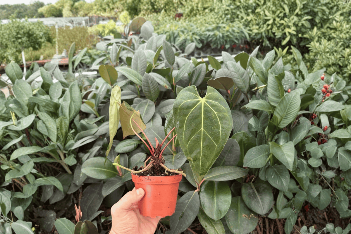 Anthurium Legend × Mag 2 Exact Live Plants – Specific 4” Size