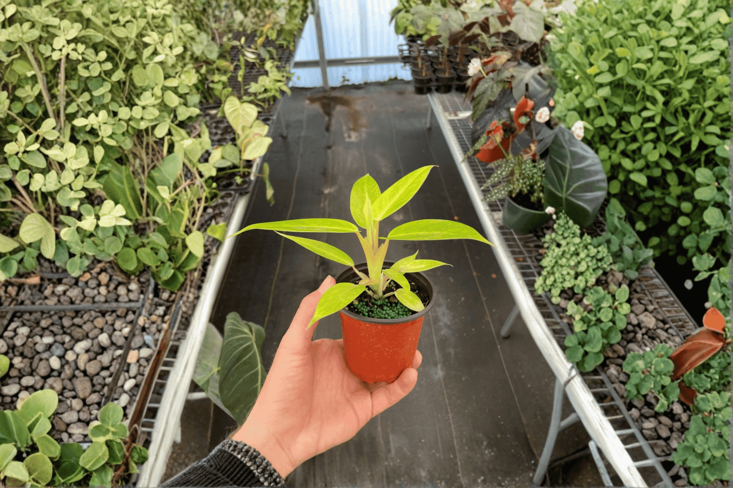 Philodendron Calkins Gold 2 Live Plants – 4-Inch Pots