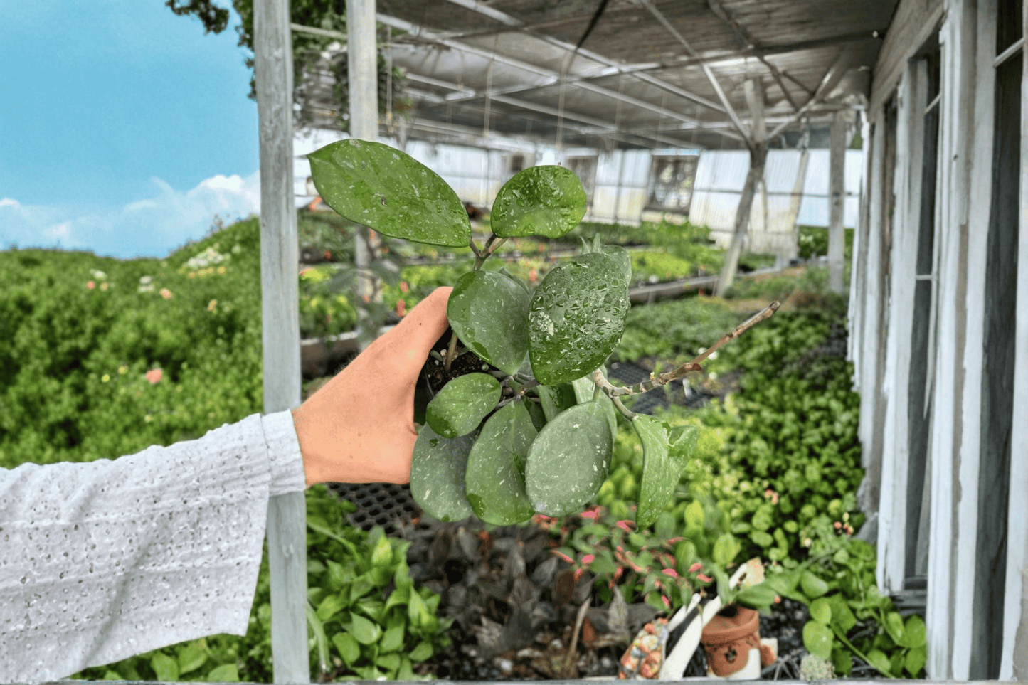 Hoya Obovata Splash Live Plant – 2 Plants Bare Root – Hoya obovata – Originally Grown in 4" Pot