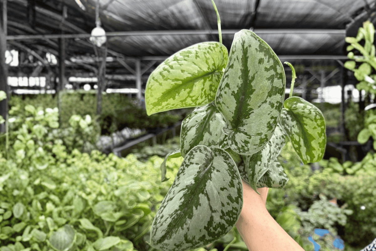 Scindapsus Pictus Exotica 2 Exact Live Plants – 4-Inch Pots – Scindapsus pictus