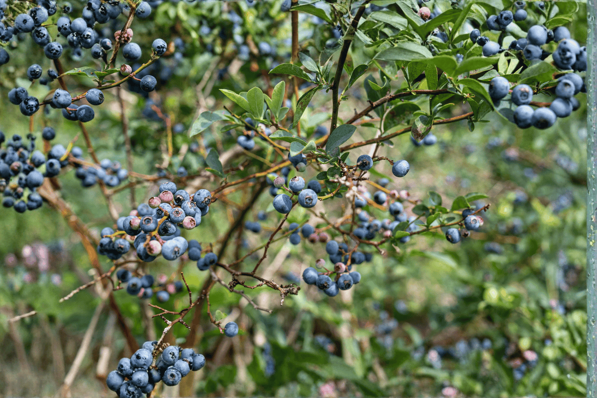 Duke Highbush Blueberry 1 Live Plant – Vaccinium corymbosum ‘Duke’ – 1 Gallon Pot