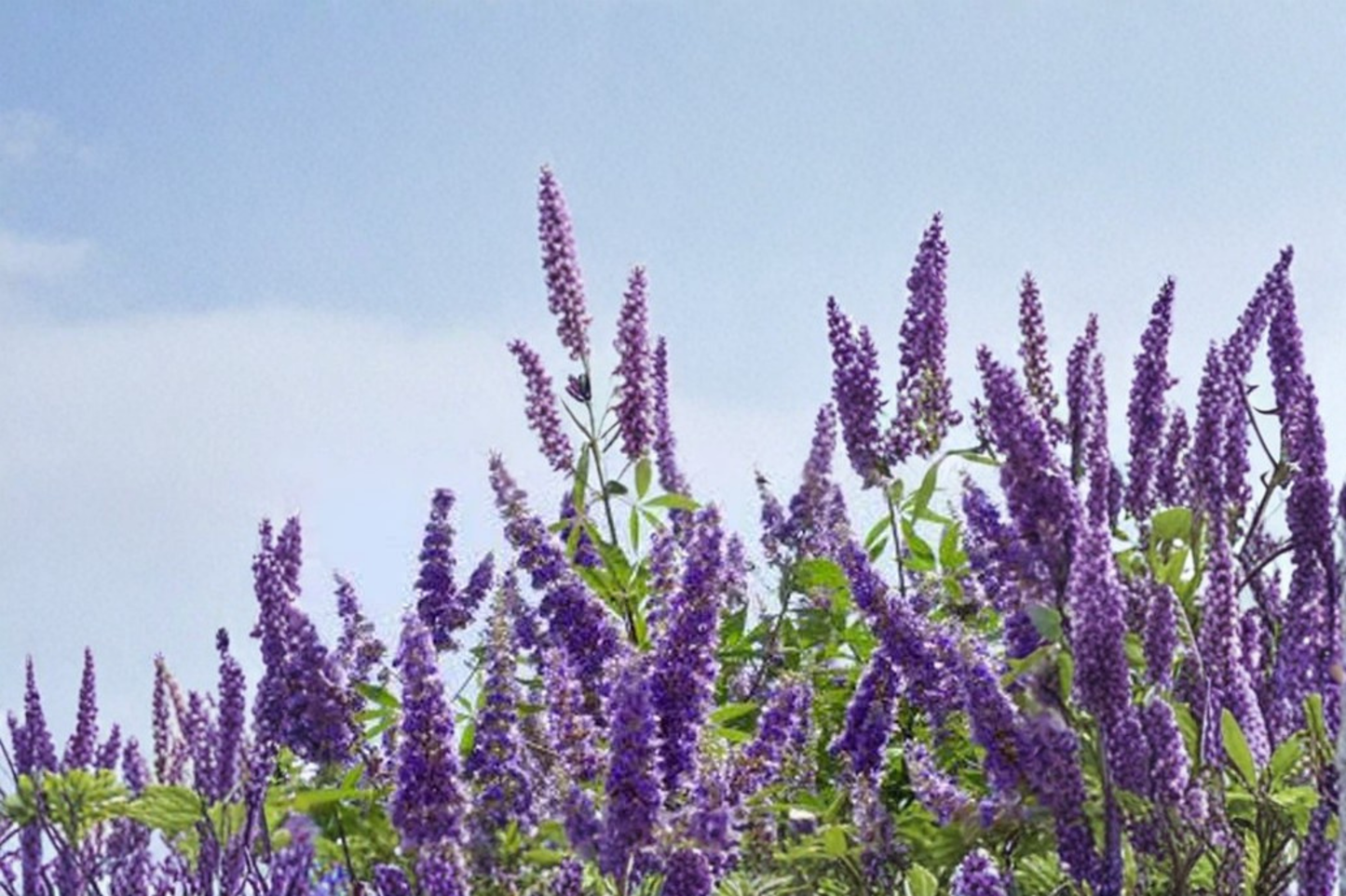 Shoal Creek Vitex Tree 3 Gallon Live Plant, Purple Flowering Tree for Garden Landscape Outdoor