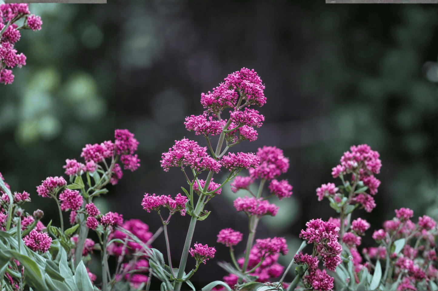 Jupiter’s Beard Valerian 1 Live Plant – 4-Inch Pot – Centranthus ruber