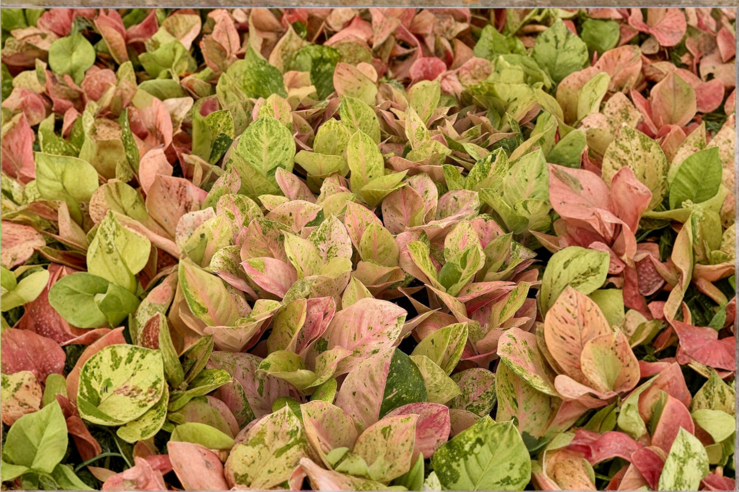 Aglaonema Pink Emerald Live Plant 2 Inch Pot Chinese Evergreen Starter Indoor Tropical Houseplant Gift