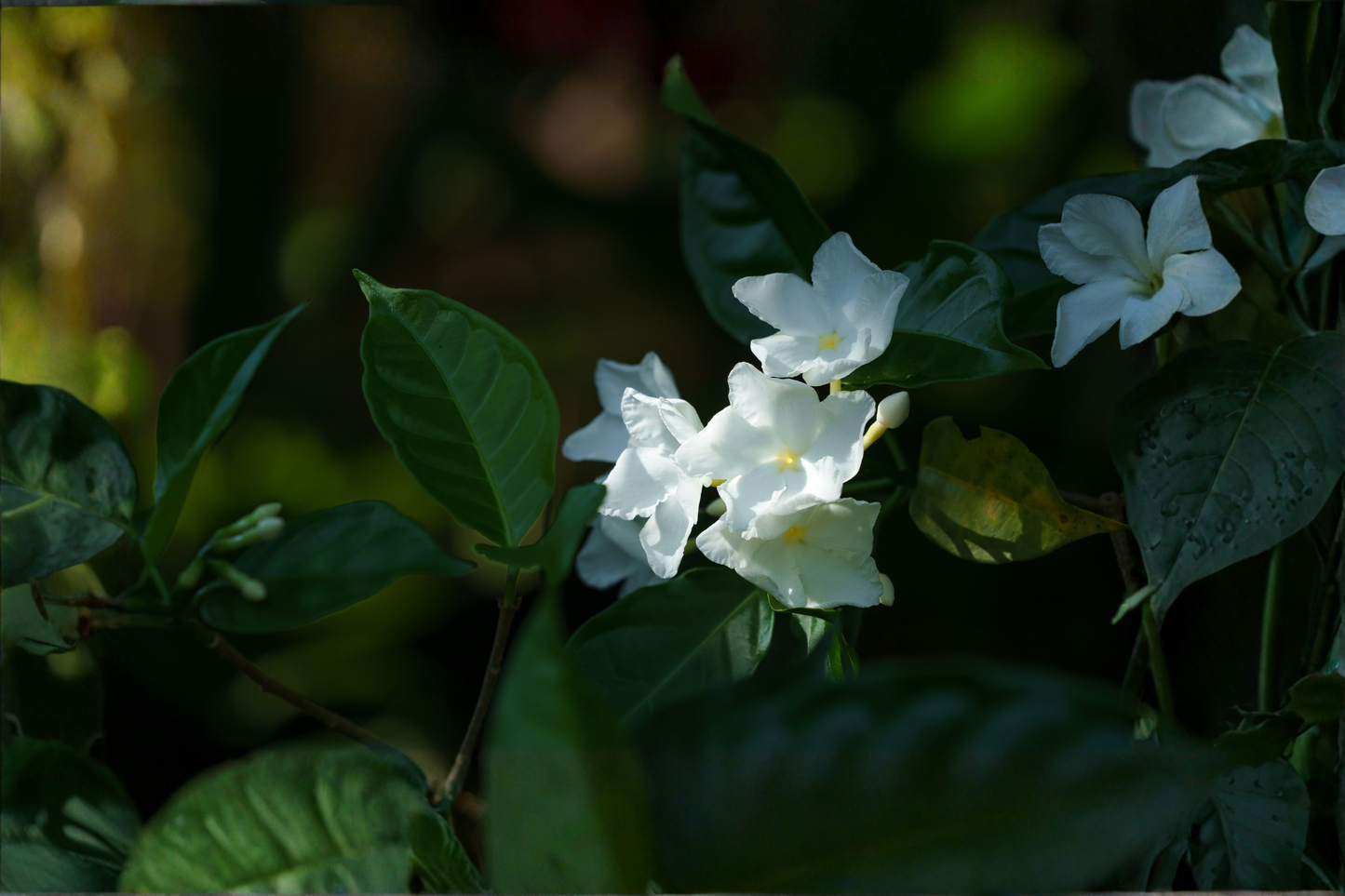 Crape Jasmine Live Plant 4-Inch Pot – Fragrant White Flowering Shrub (Tabernaemontana divaricata)