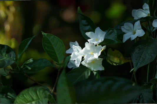 Crape Jasmine Live Plant 4-Inch Pot – Fragrant White Flowering Shrub (Tabernaemontana divaricata)
