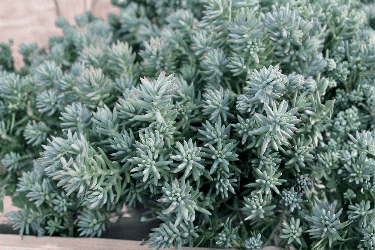 Blue Spruce Stonecrop 1 Live Plant – 4-Inch Pot – Sedum reflexum ‘Blue Spruce’