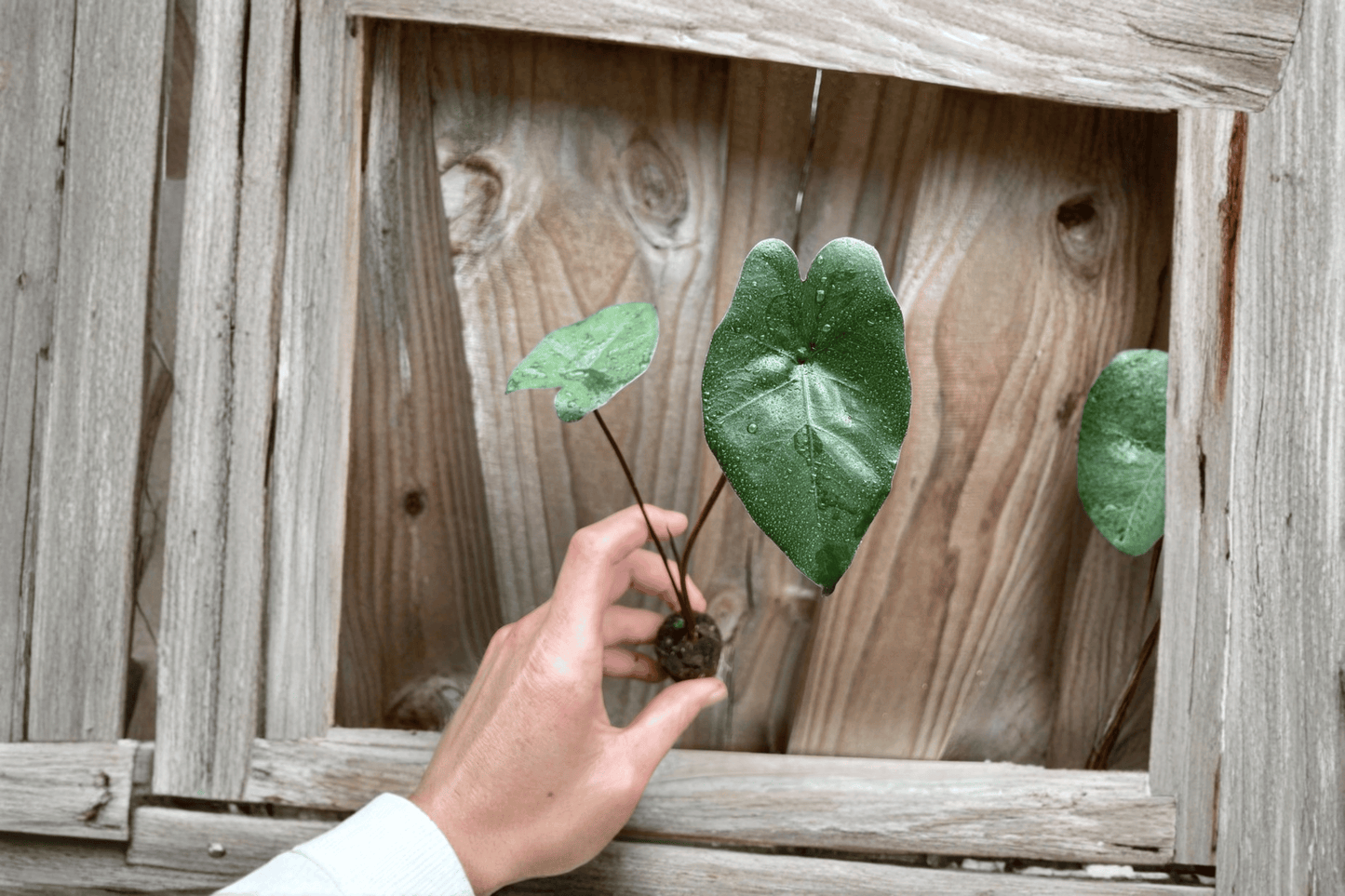 2 Alocasia 'Plumbae Metallica' Starter Plants – Bare Root Live Alocasia
