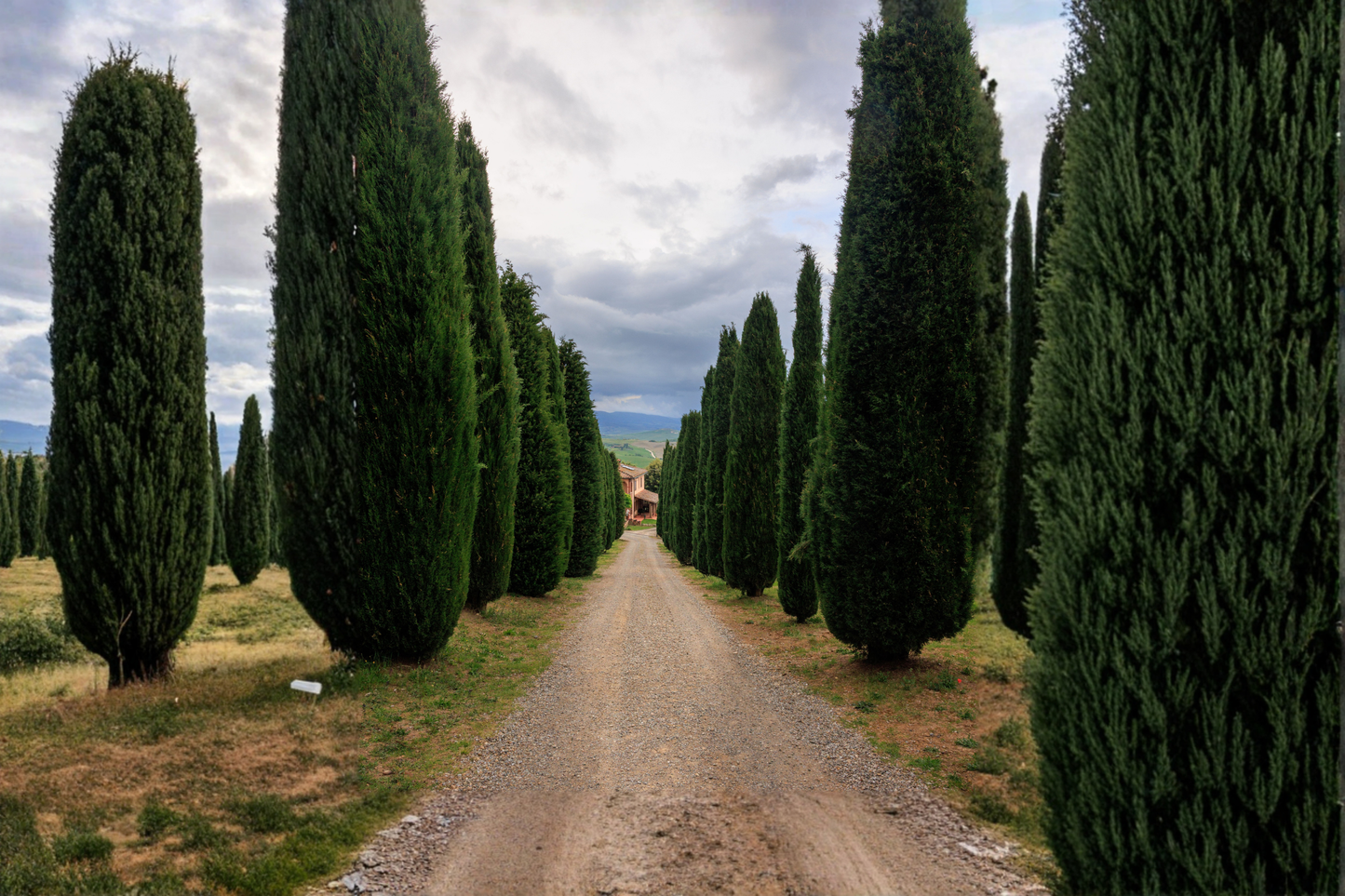 Italian Cypress Live Starter Plant – 15–20 Inches Tall in 4-Inch Pot (Cupressus sempervirens)