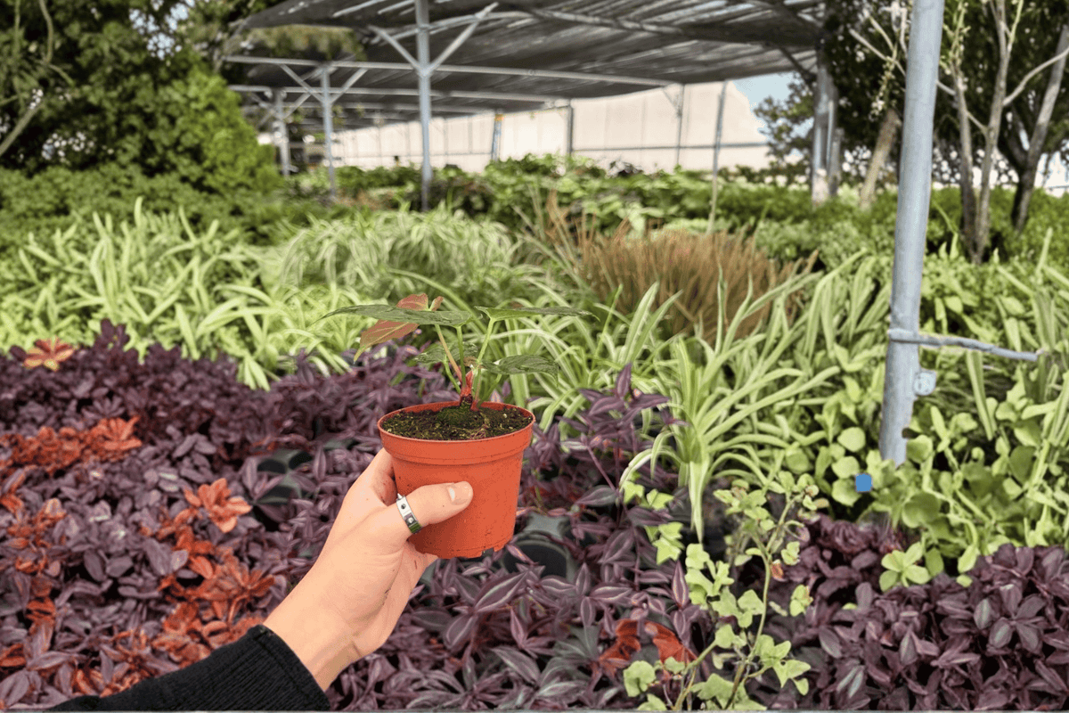 Anthurium Hoffmanii x MBR 2 Exact Live Plants – 4-Inch Pots