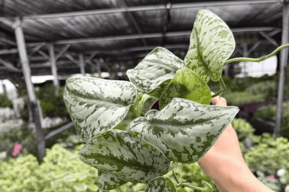Scindapsus Exotica 2 Exact Live Plants – Specific 4-Inch Pots – Scindapsus pictus ‘Exotica’