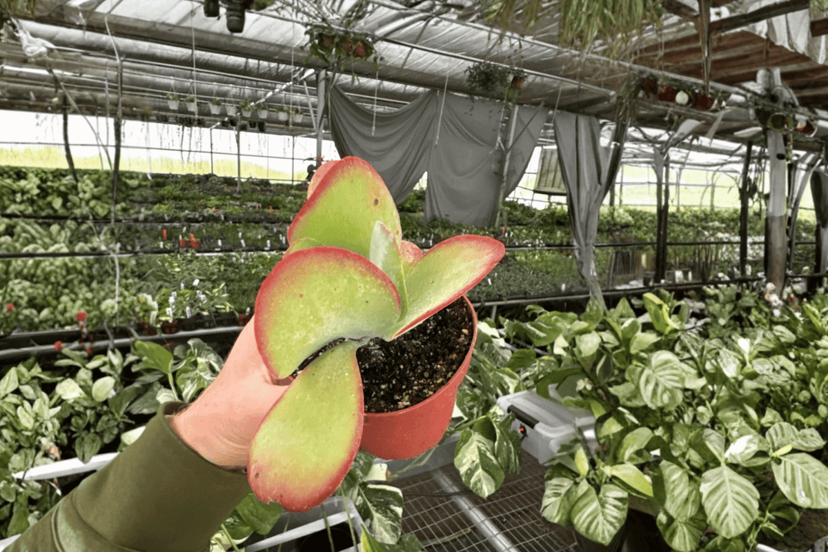 Kalanchoe Flapjack 2 Live Plants – Kalanchoe luciae 4” Size Bare Root