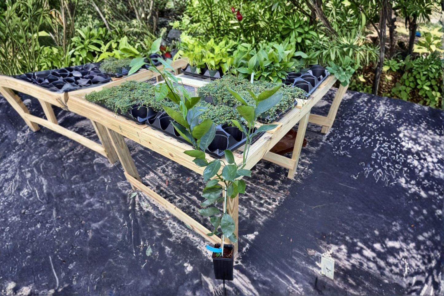 Washington Navel Orange Tree Live Plant Grafted Citrus Fruit Tree Indoor Outdoor Garden Houseplant