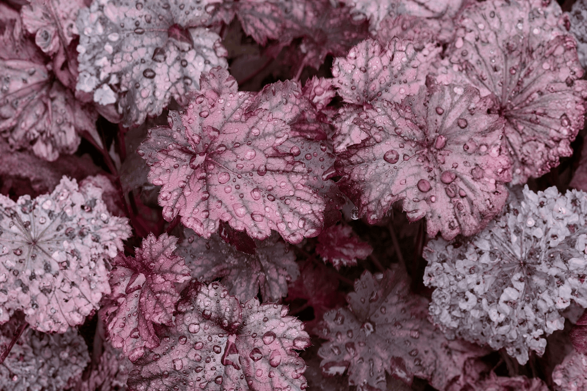 Bronze Wave Coral Bells – 1 Live Foliage Perennial, 1-Gallon Size – Heuchera villosa ‘Bronze Wave’