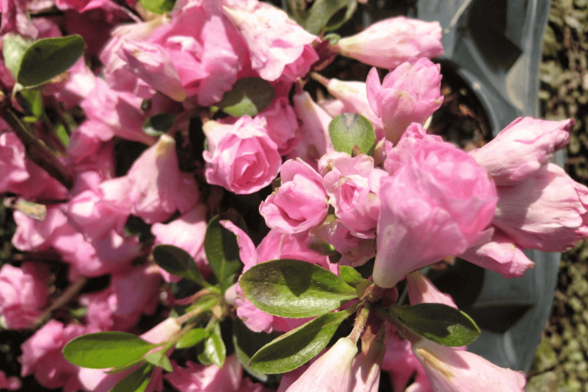 Rosebud Azalea – 1 Live Pink Flowering Shrub, 3-Gallon Size – Rhododendron ‘Rosebud’