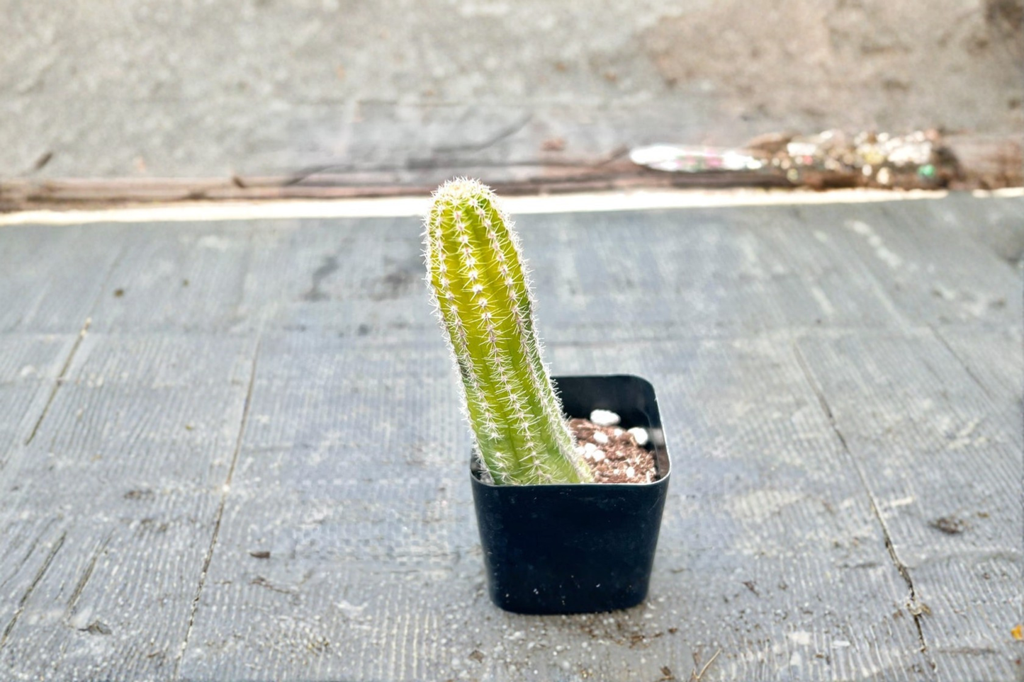 Variegated Peanut Cactus Live Succulent Plant Colorful Indoor Cactus in 2 Inch Pot Desert Houseplant Gift