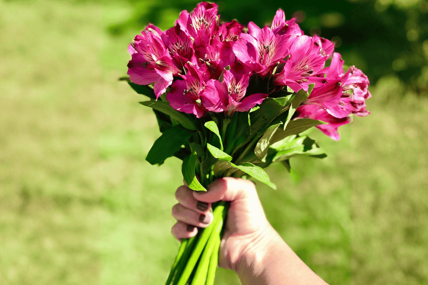 Princess Tamara Princess Lily 1 Gallon Live Plant – Alstroemeria ‘Princess Tamara’