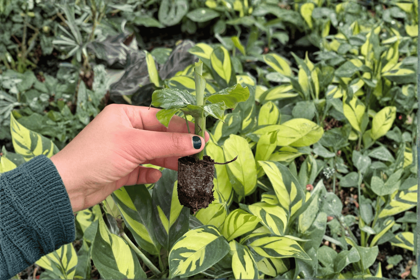 Calathea Orbifolia 2 Live Starter Plants – Goeppertia orbifolia