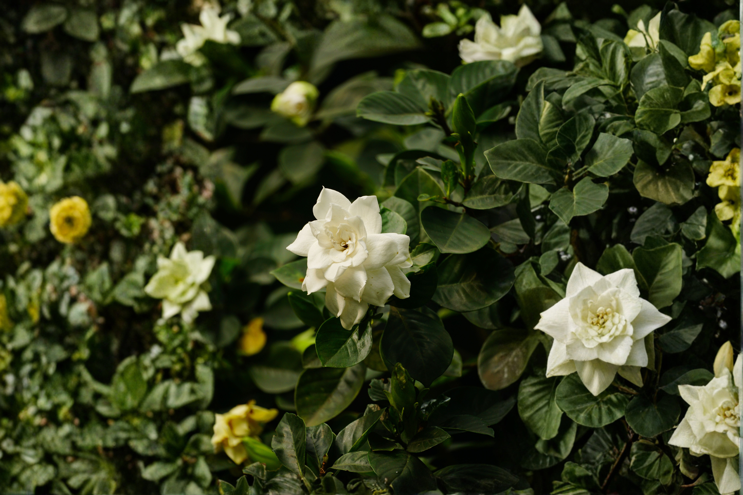 Mini Gardenia Tree Live Plant in 6-Inch Pot – Fragrant Blooming Gardenia jasminoides