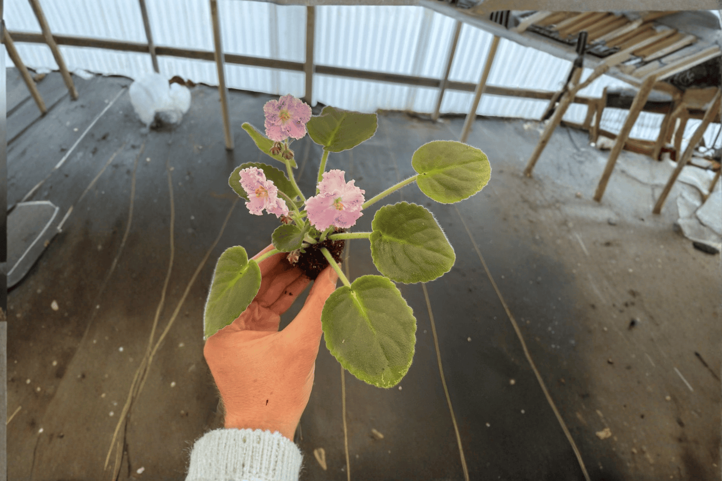Amour Elite African Violet 2 Starter Live Plants – Streptocarpus ionanthus ‘Amour Elite’
