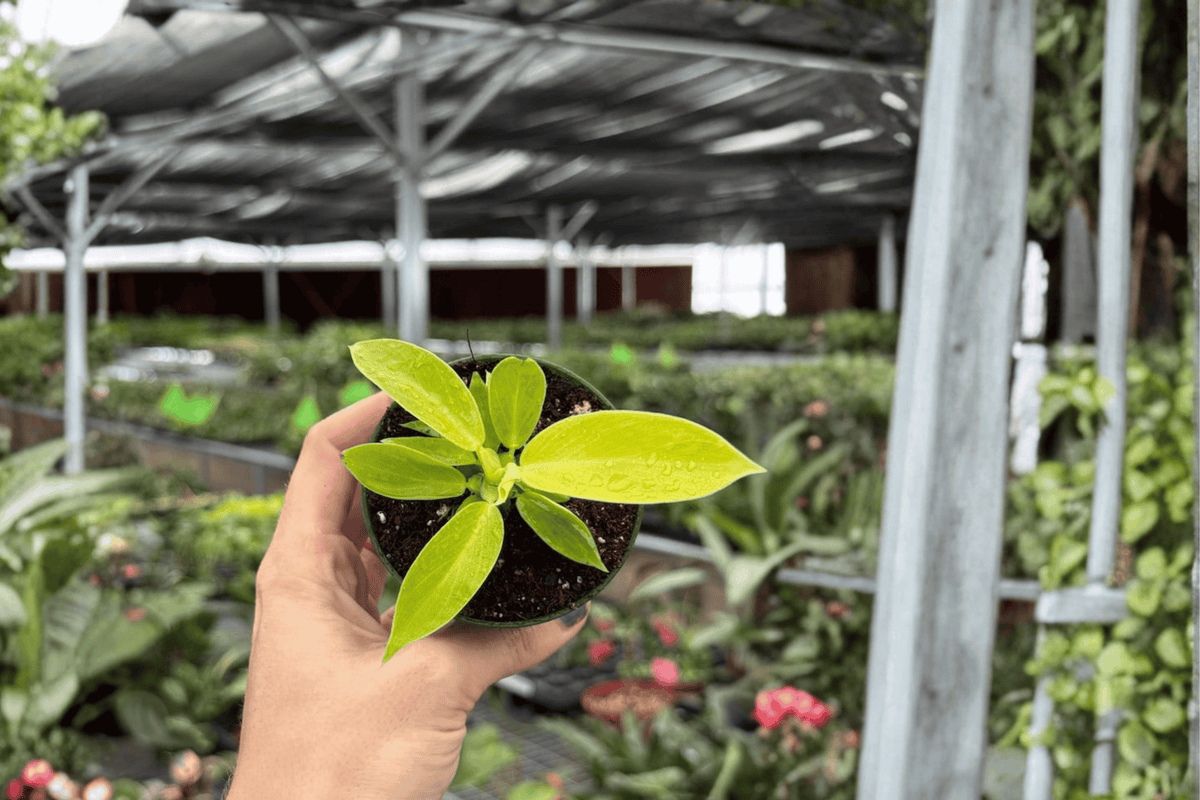 Philodendron Imperial Golden 2 Live Starter Plants – 2-Inch Nursery Size – Philodendron ‘Imperial Golden’