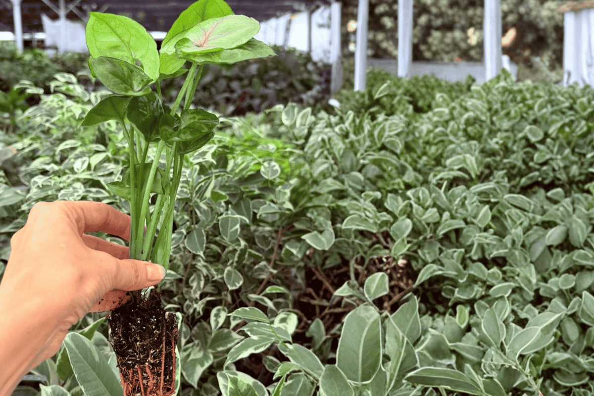 Syngonium Mango Allusion 2 Exact Starter Live Plants – Syngonium podophyllum ‘Mango Allusion’ 2” Bare Root