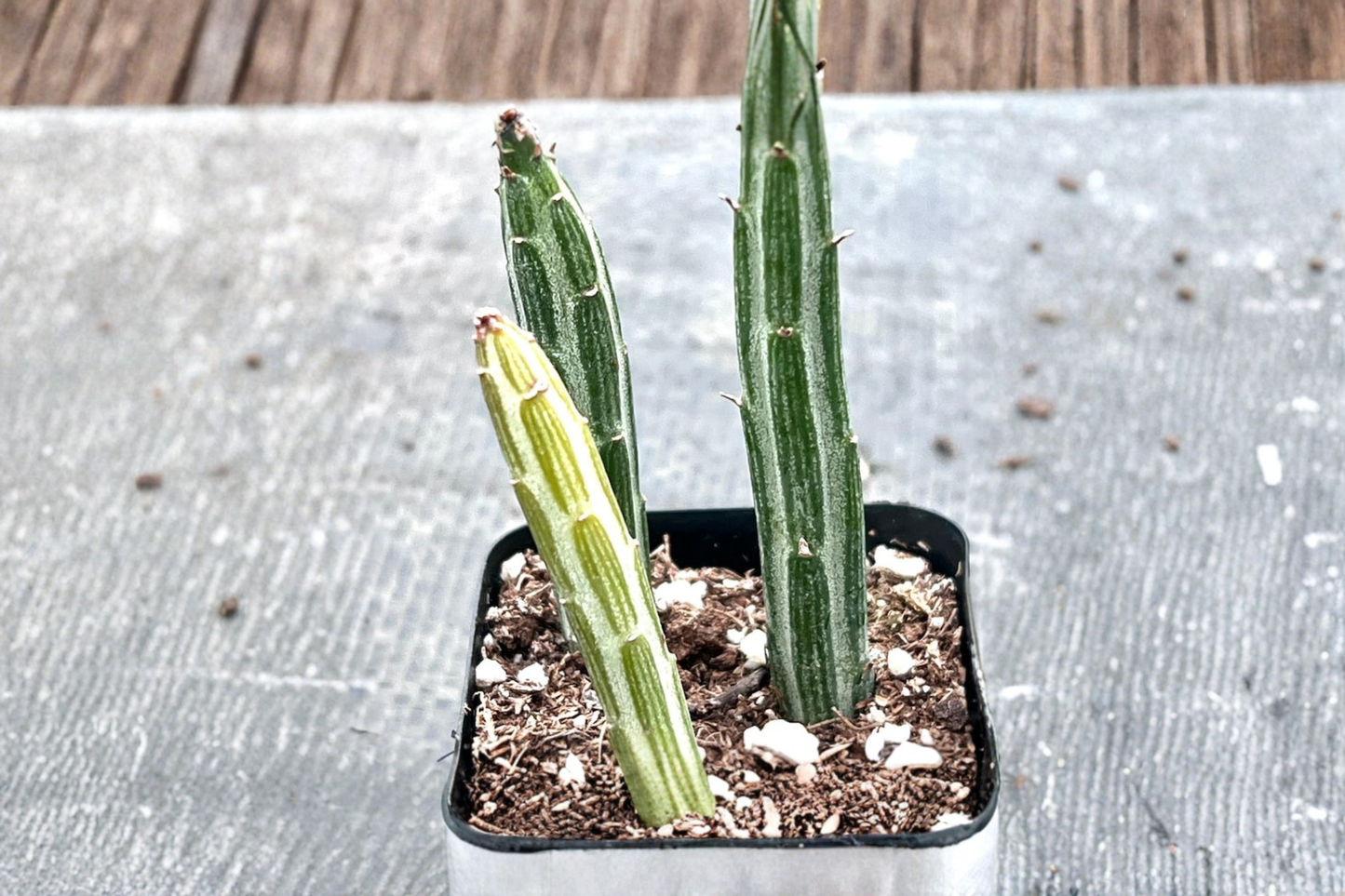 Pickle Cactus Live Succulent Plant Unique Indoor Cactus Houseplant in 2 Inch Pot Desert Plant Decor Gift