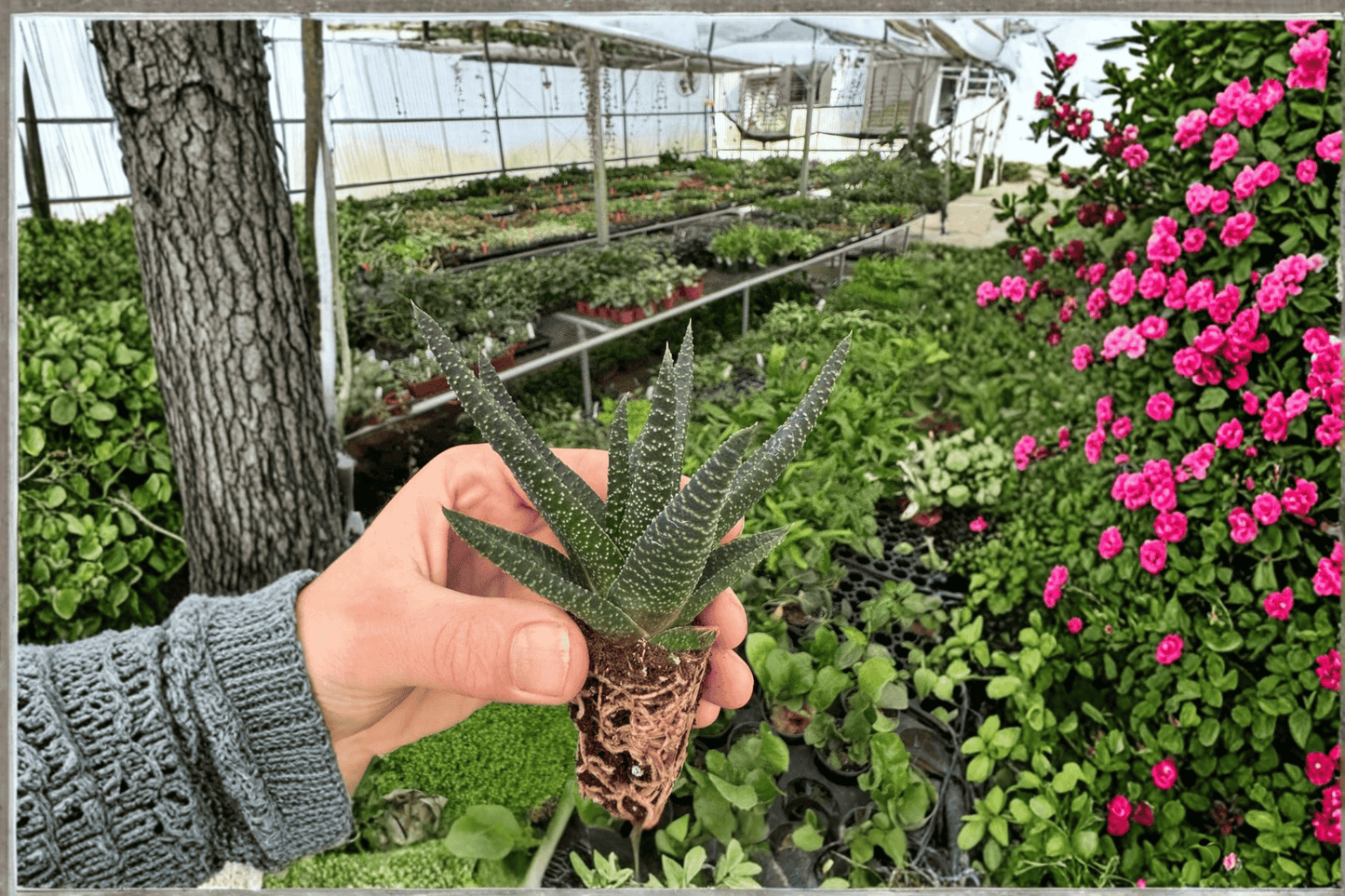 2 Haworthia 'Royal Highness' Starter Plants – Bare Root – Haworthia Succulents