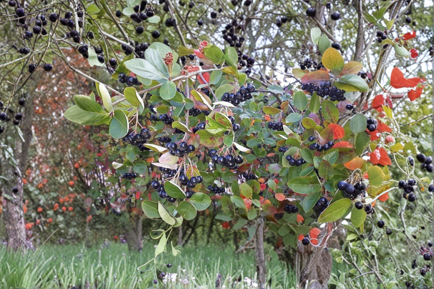 Purple Chokeberry Live Plant 1 Gallon Pot – Aronia prunifolia Hardy Shrub Edible Berry Plant Ornamental Garden Bush