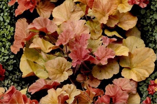 Delta Dawn Coral Bells Live Plants 3 Rooted Starters in 1 Qt Pots Heuchera Colorful Foliage Shade Perennial
