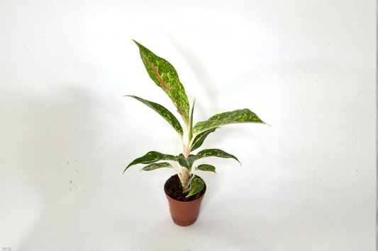 Aglaonema Night Sparkle Live Plant 2 Inch Pot Rare Aglaonema Houseplant Tropical Indoor Foliage Plant Gift