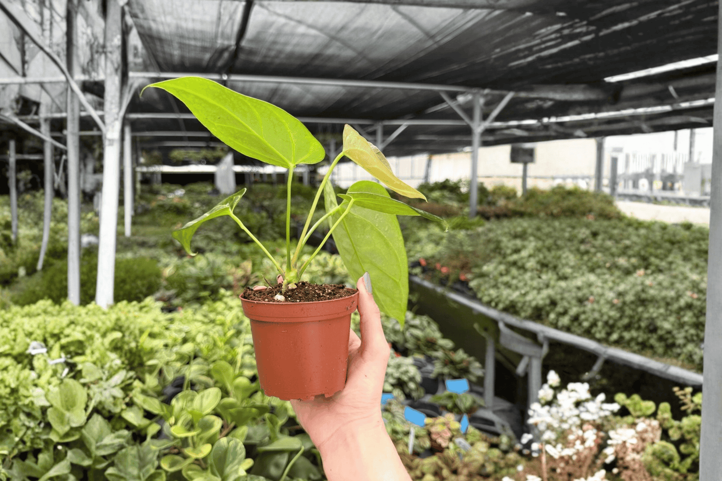 Anthurium Crystal x Papi Golden 2 Exact Live Plants – 4-Inch Pots – Anthurium Hybrid
