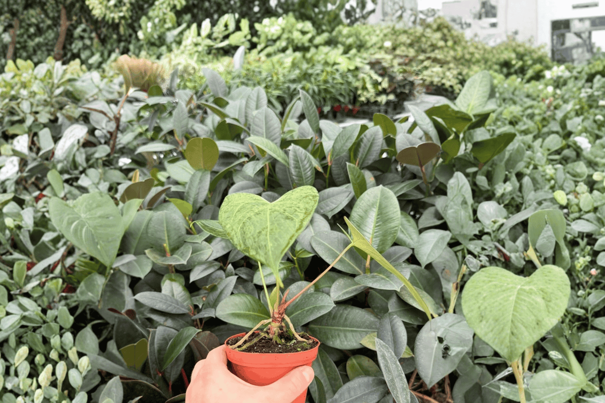 Anthurium Xone × Dressleri 2 Exact Live Plants – Specific 4” Size