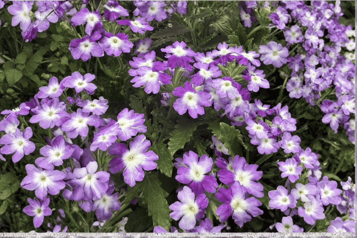 Hurricane Blue Verbena Live Plant – 4-Inch Pot – Verbena Hybrid 'Hurricane Blue'