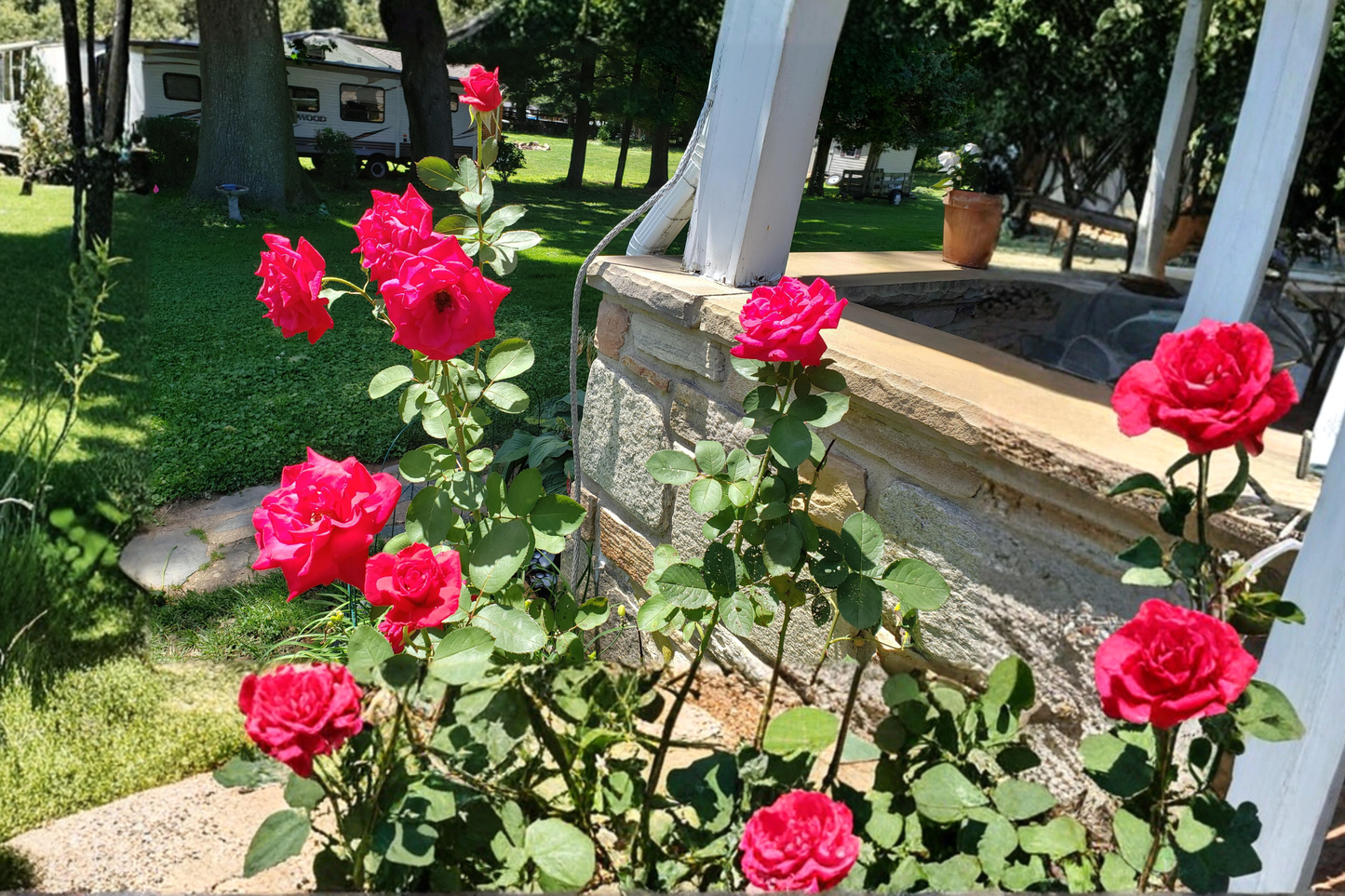 Red Masterpiece Floribunda Rose Plant 1 Gal Red Rose Bush Live Outdoor Garden Flowering Shrub