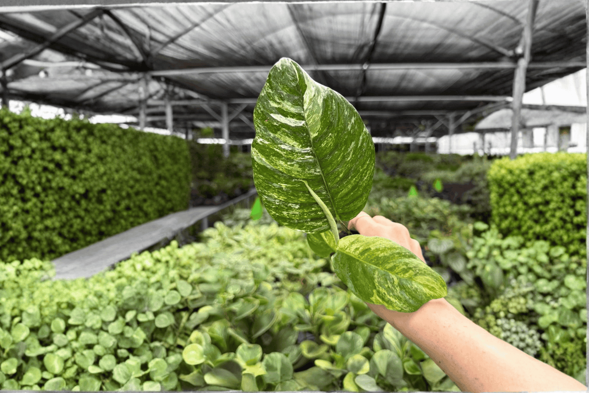2 Rhaphidophora puberula Variegated Exact Starter Plants – Live Plant Plugs
