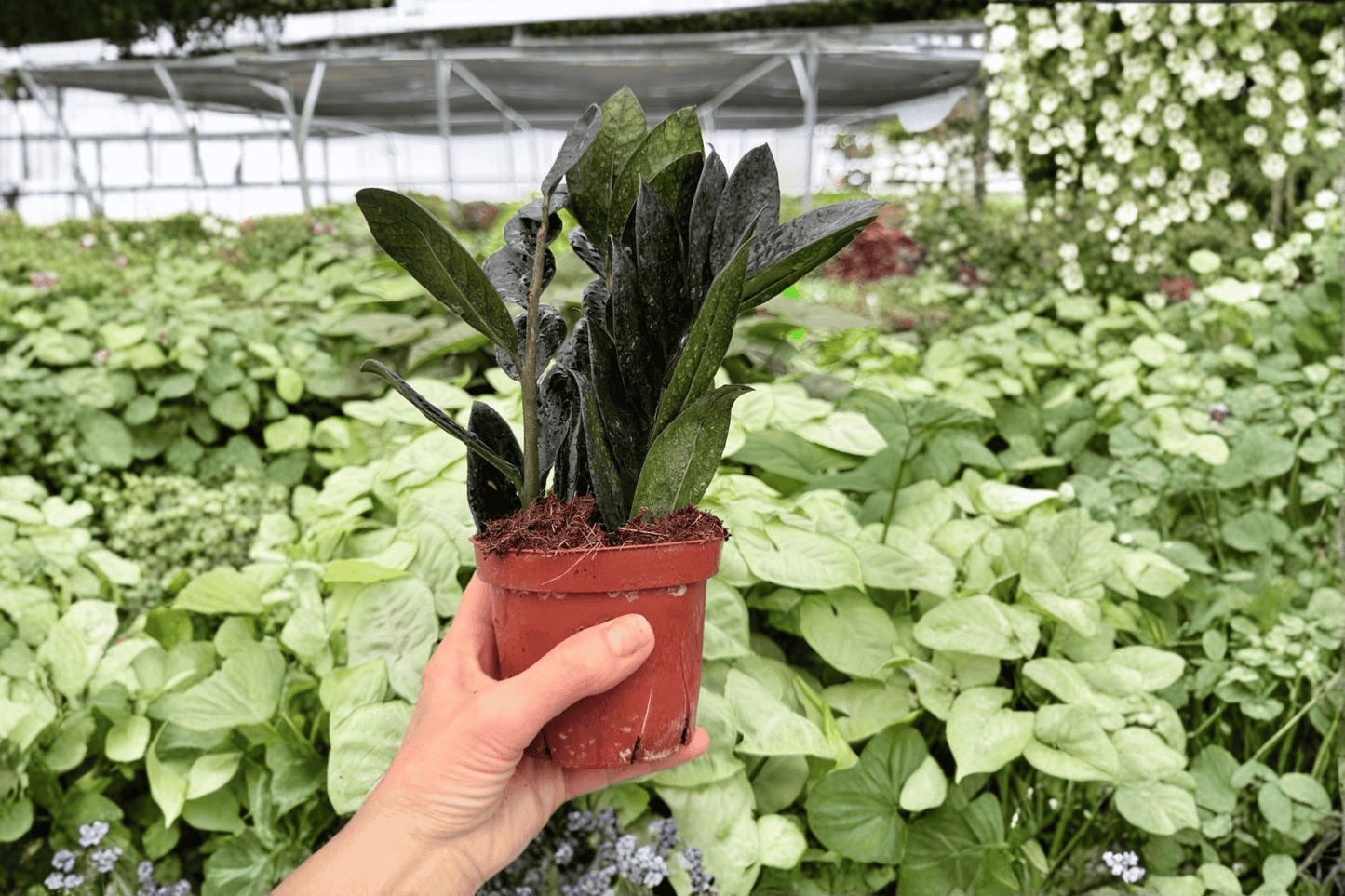 ZZ Black Queen 2 Exact Live Plants – 4-Inch Pots – Zamioculcas zamiifolia ‘Black Queen’