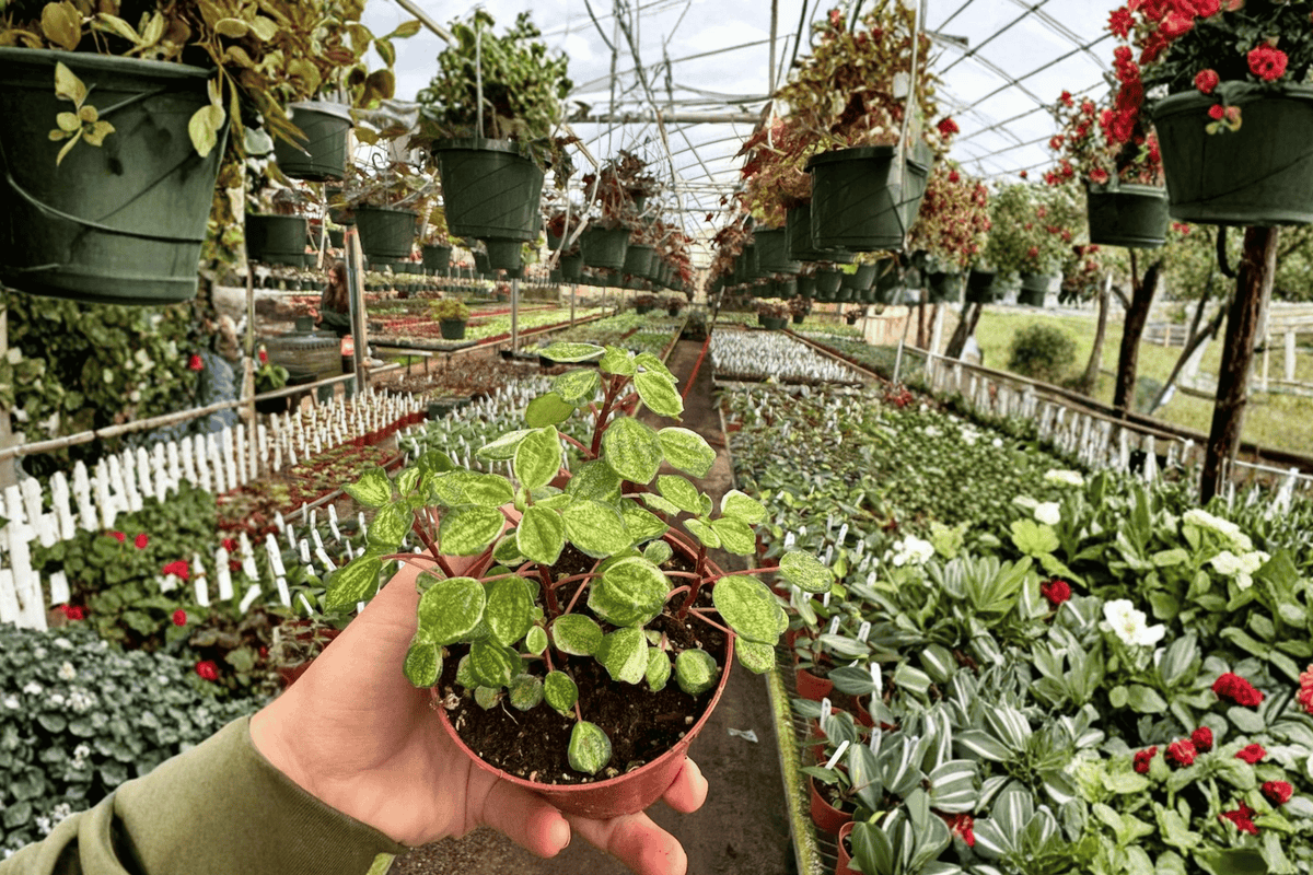 2 Variegated Peperomia Meridana Live Plants – 4” Pot