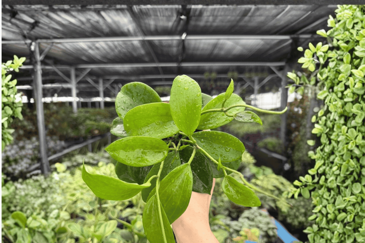 Hoya Quinquenervia 2 Exact Live Plants – Specific 4-Inch Pots – Hoya quinquenervia