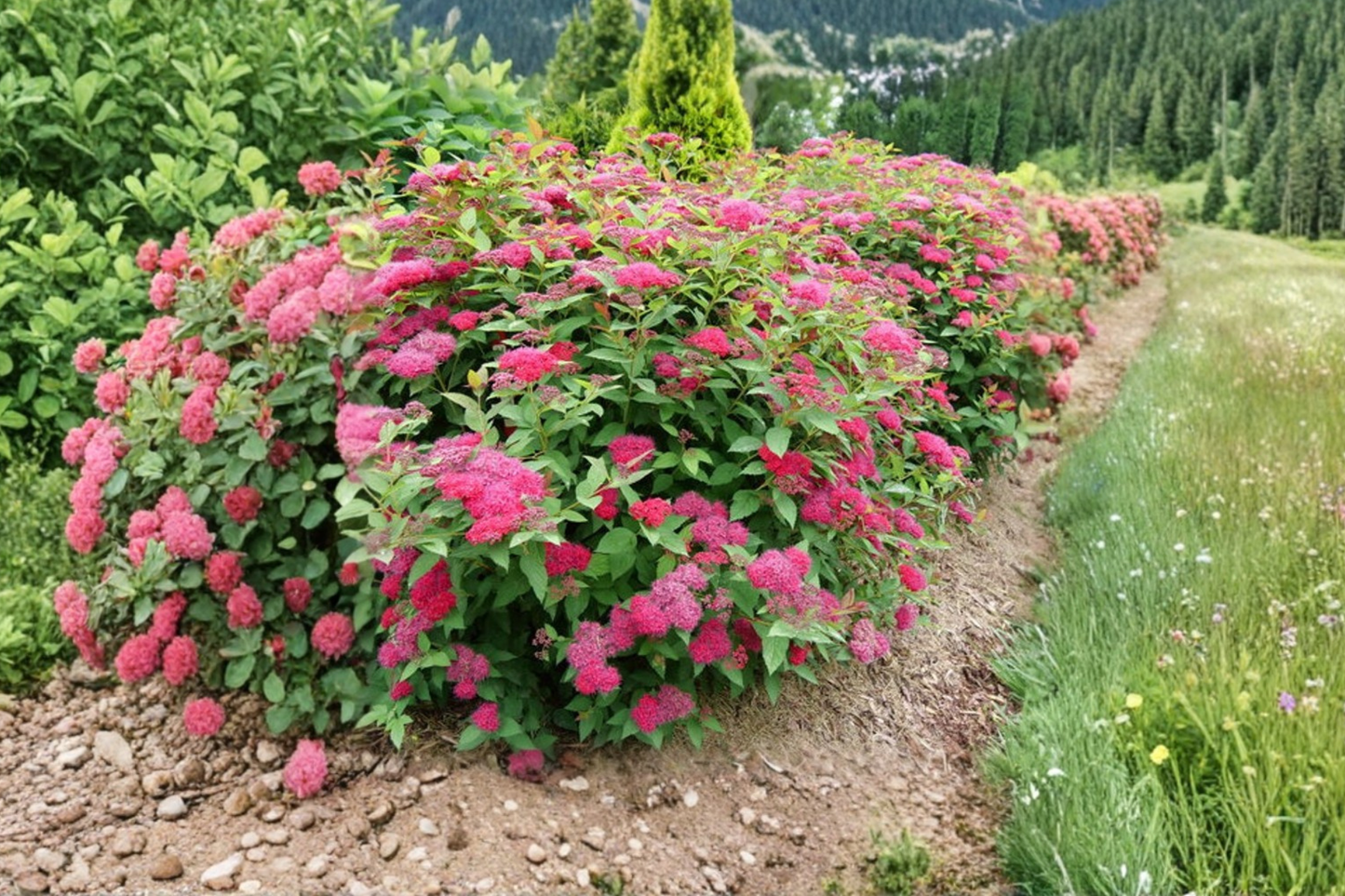 Double Play® Doozie® - Spiraea japonica - Live Plant - 4" Pot Size Plant