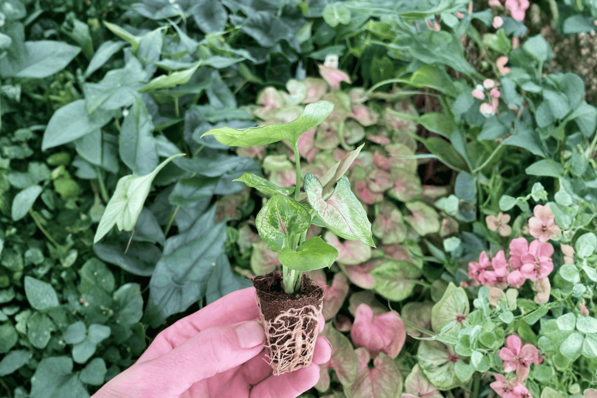 Syngonium Mango Allusion 2 Live Starter Plants – 2-Inch Nursery Size – Syngonium ‘Mango Allusion’