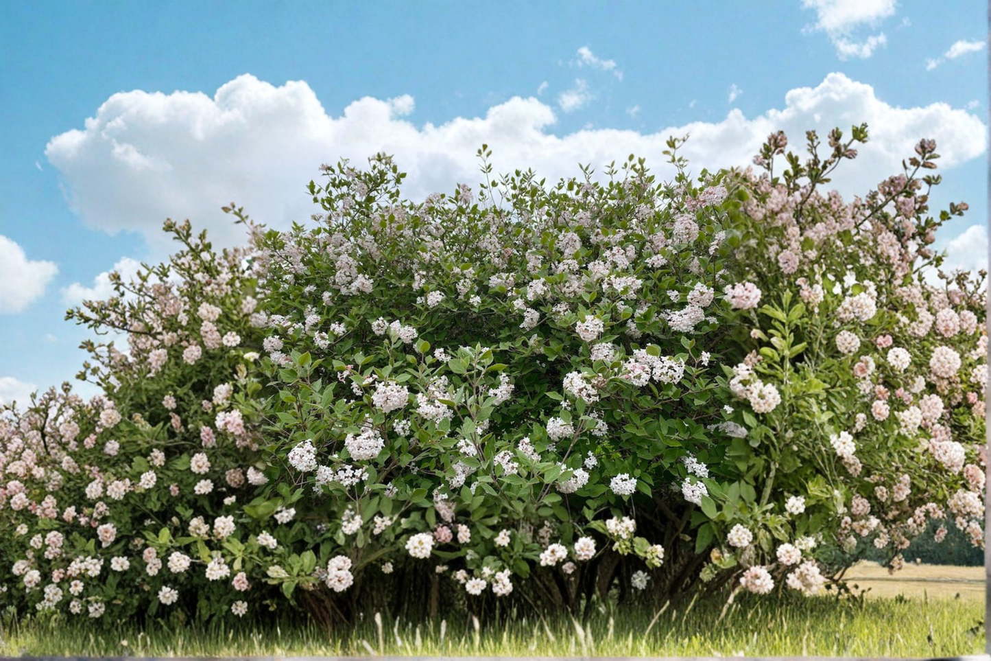 Korean Spice Viburnum 2 Gallon Live Plant – Viburnum carlesii Pink White Flowering Shrub for Garden