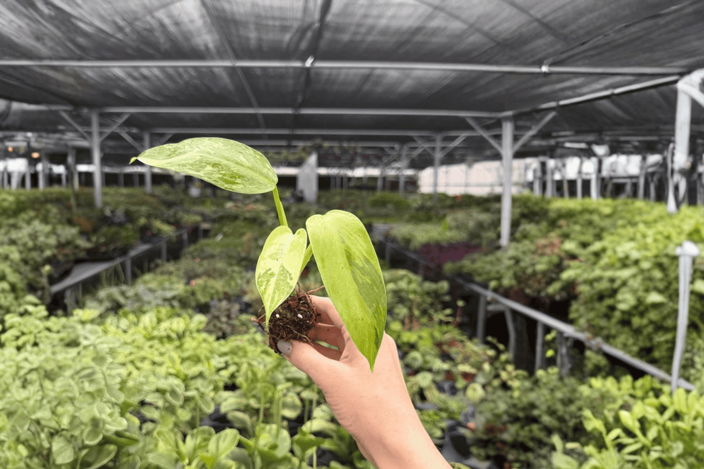 Philodendron Jose Buono 2 Exact Live Starter Plants – Plug