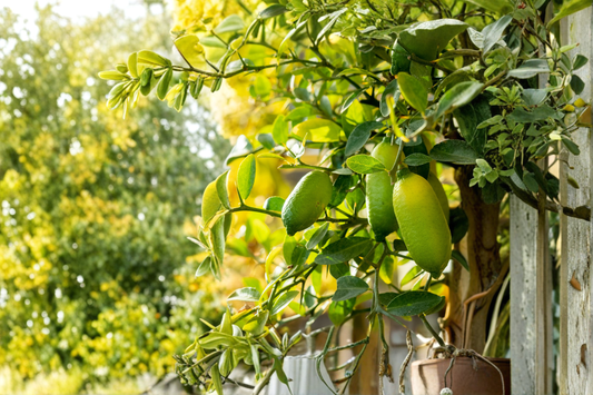 Giant Finger Lime Tree Live Plant Citrus Australasica Rare Citrus Tree Gourmet Finger Lime Fruit Plant