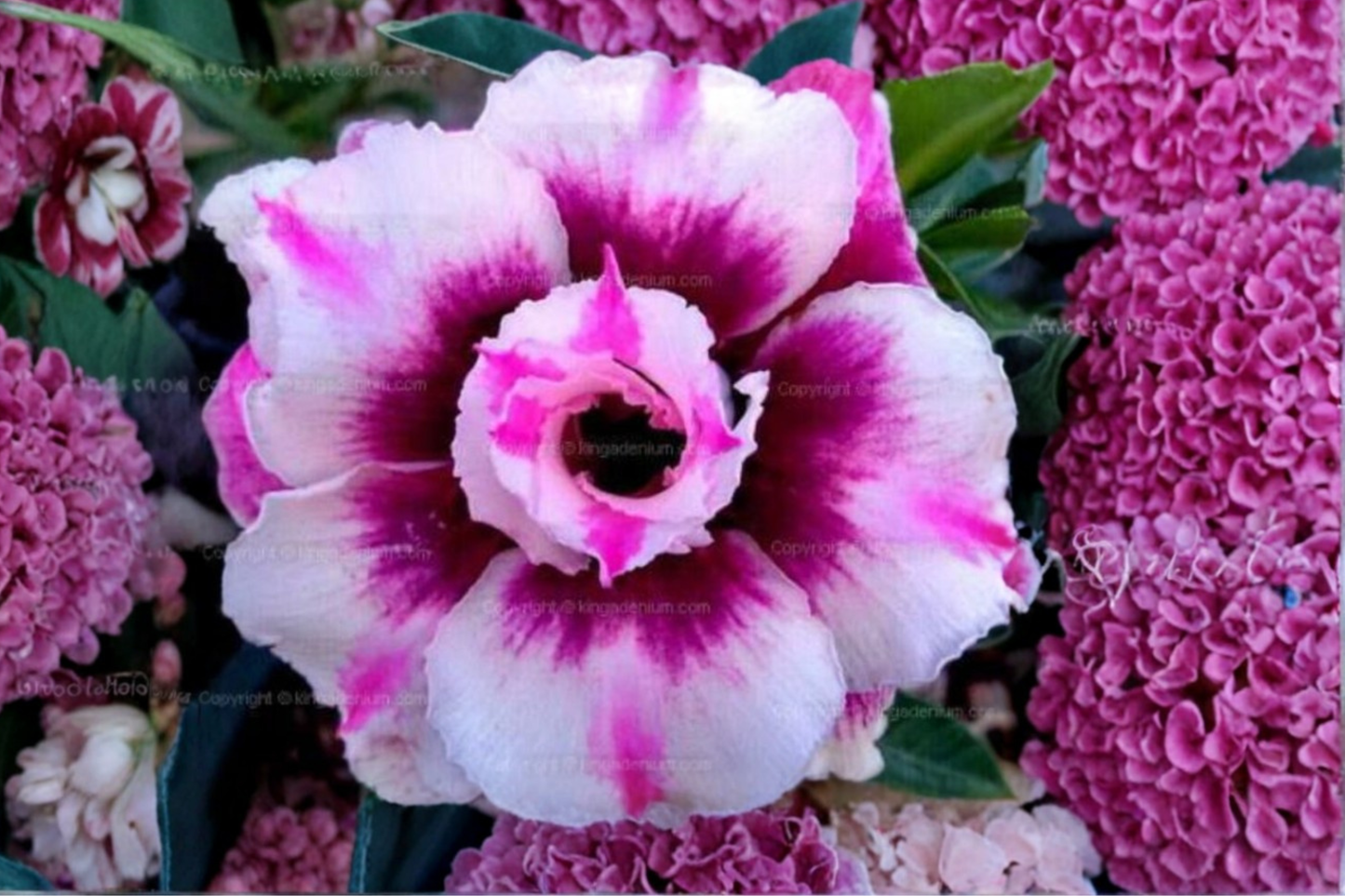 Rare Triple Crown Desert Rose Seeds Adenium Obesum Exotic Succulent Flower Plant 10 Seeds USA Seller